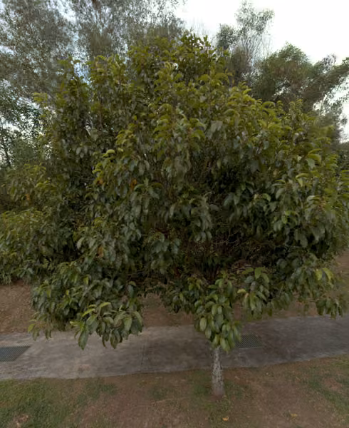 tree photo