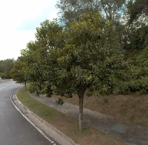 tree photo