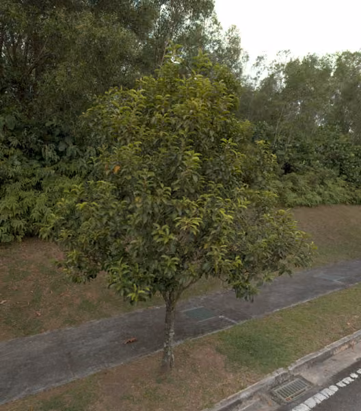 tree photo