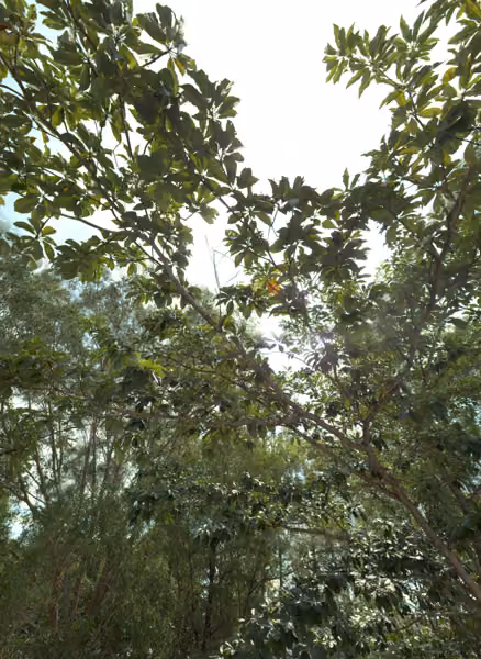 tree photo
