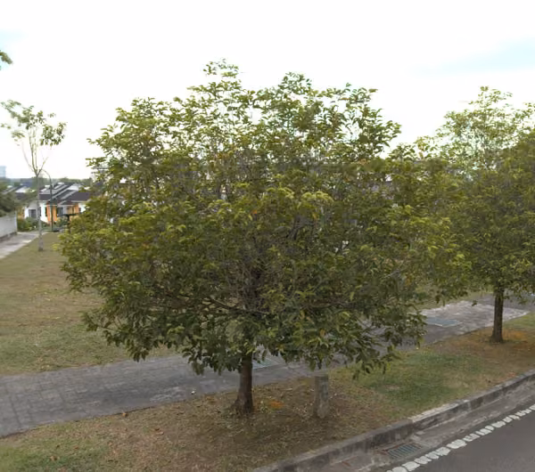 tree photo