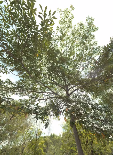 tree photo
