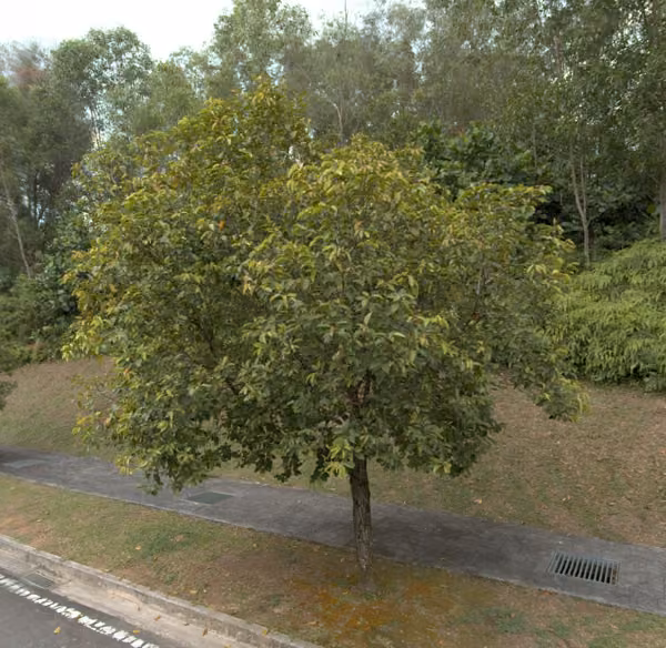tree photo
