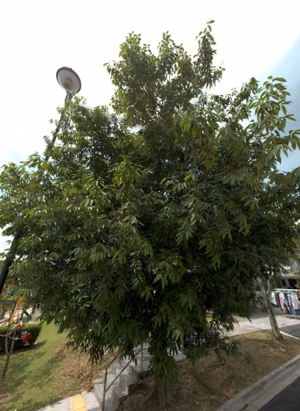 tree photo