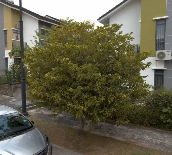 tree photo