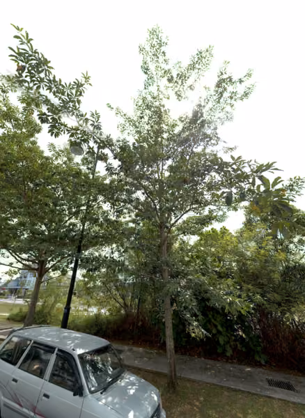 tree photo