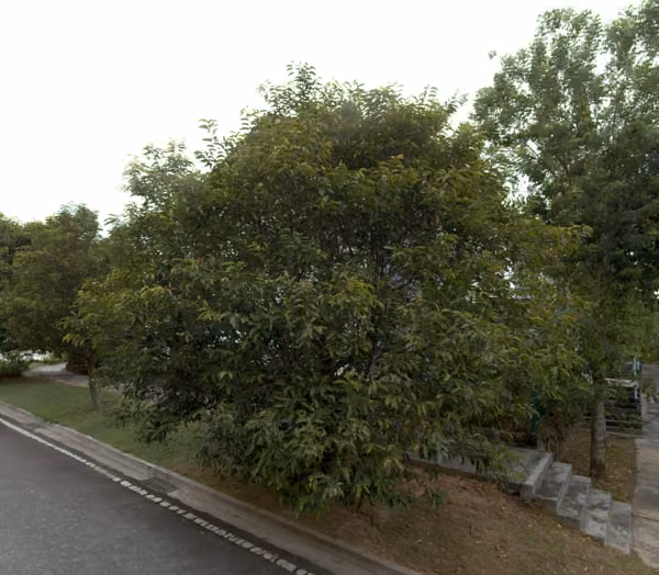 tree photo
