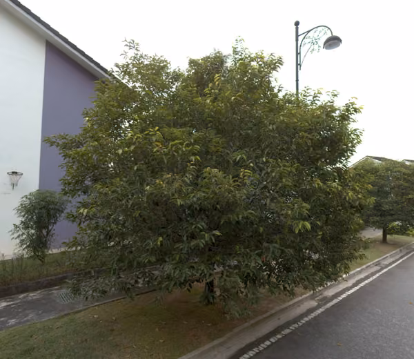 tree photo
