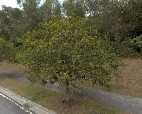 tree photo