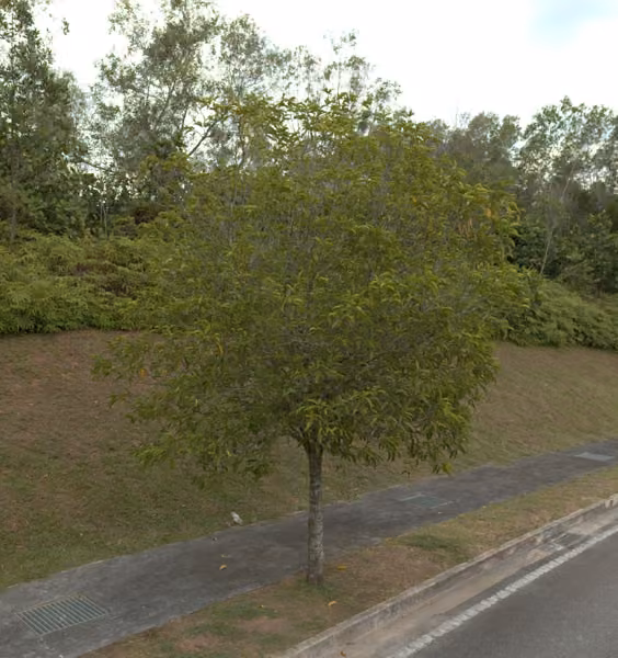 tree photo