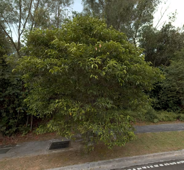 tree photo