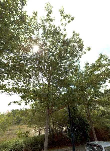 tree photo