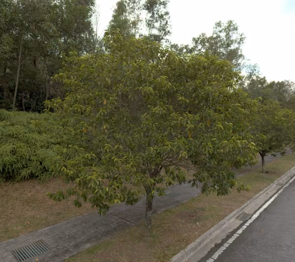 tree photo
