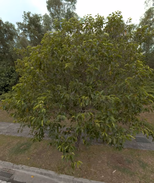 tree photo