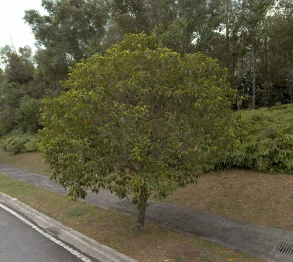 tree photo