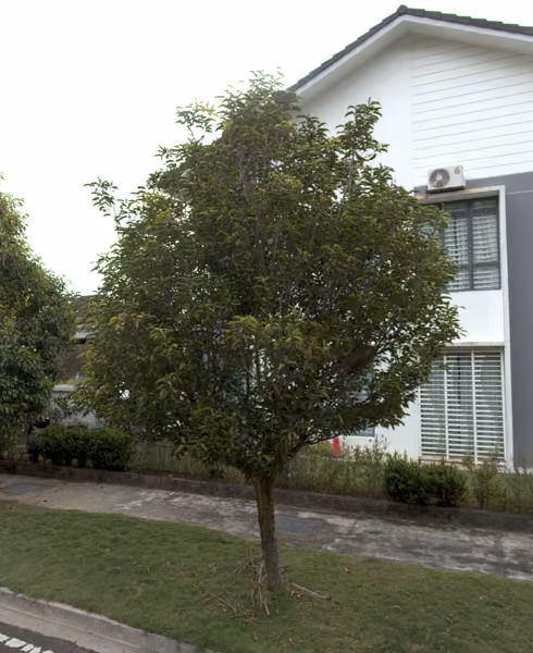 tree photo
