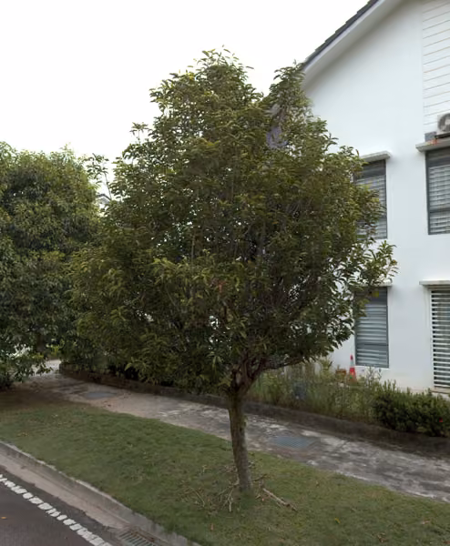 tree photo