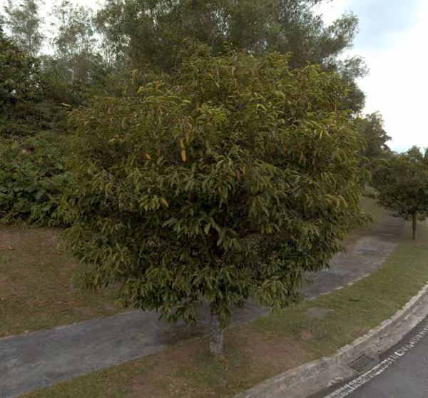 tree photo