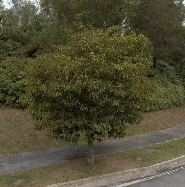 tree photo
