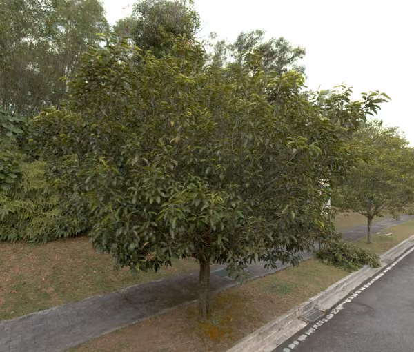 tree photo