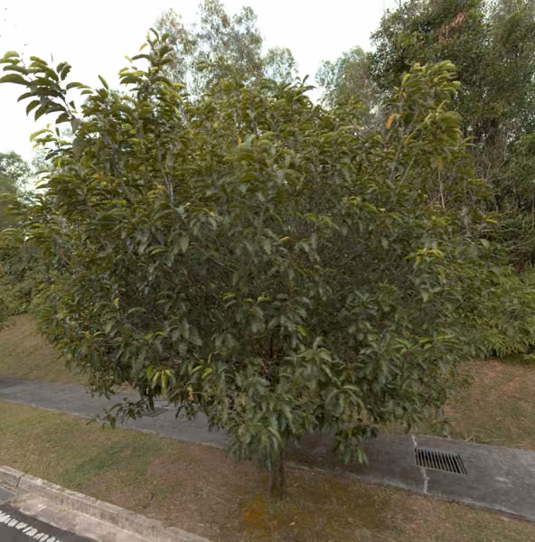 tree photo