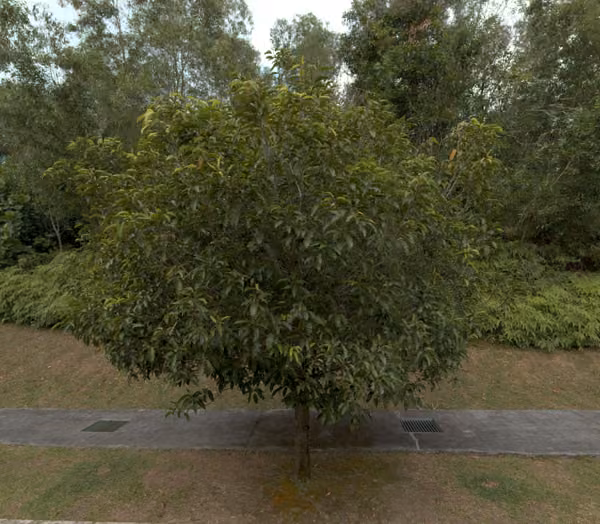 tree photo