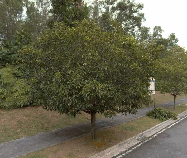 tree photo