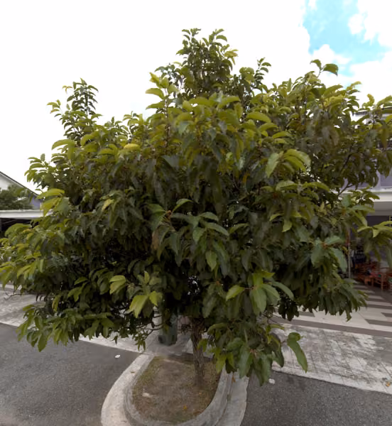 tree photo