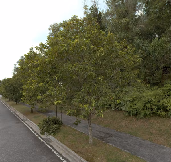 tree photo