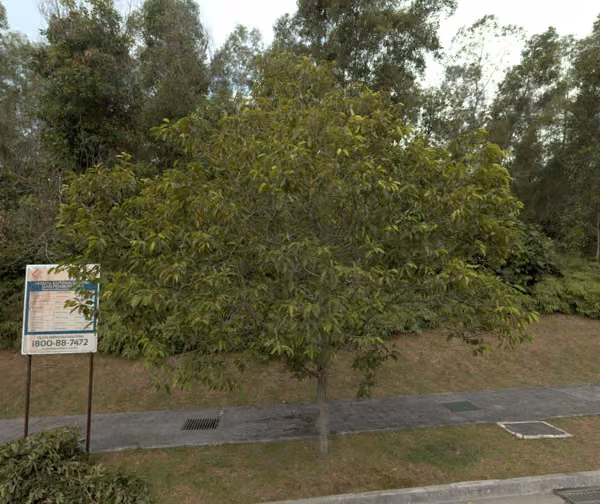 tree photo