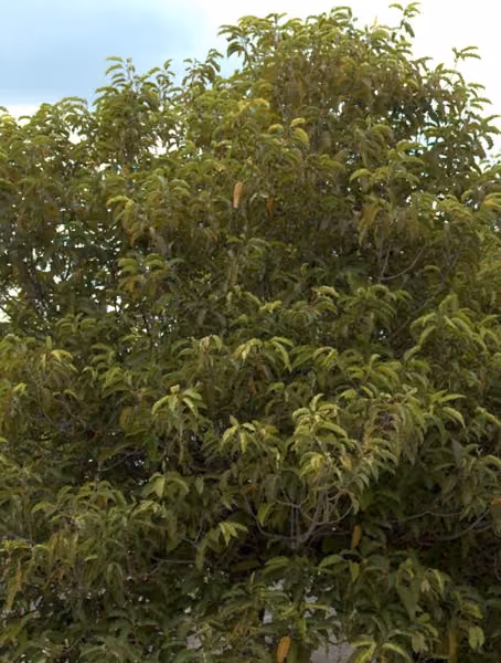 tree photo