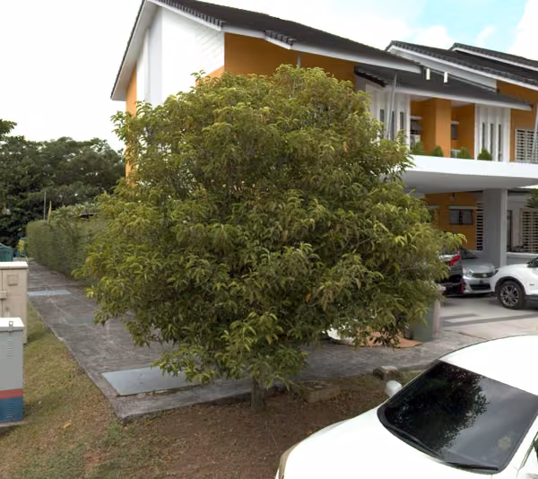 tree photo