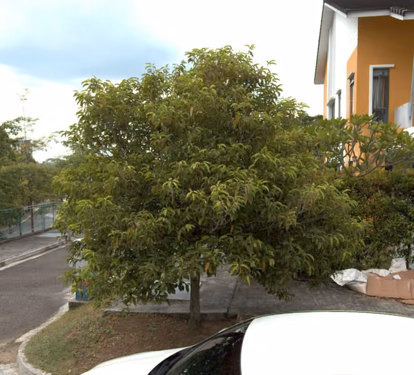 tree photo