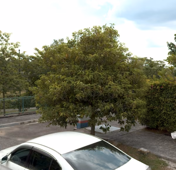 tree photo