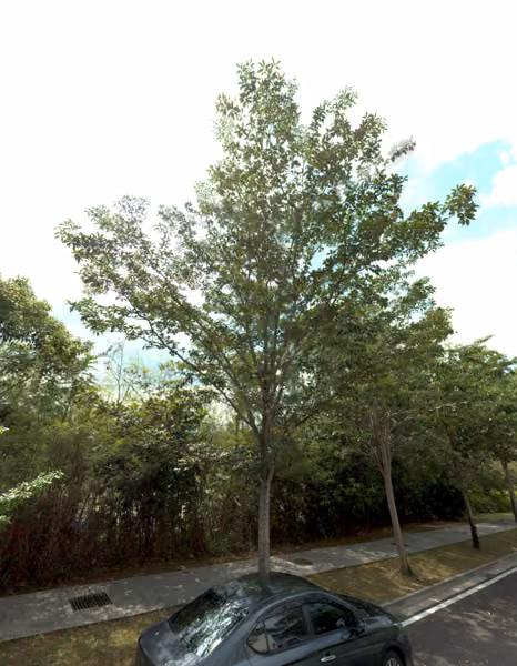 tree photo
