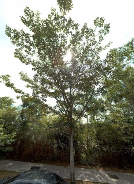 tree photo