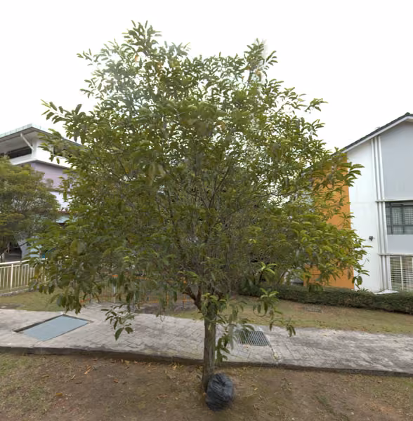 tree photo