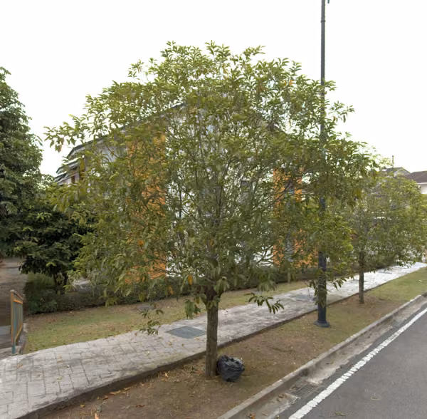 tree photo