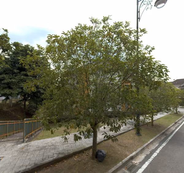 tree photo