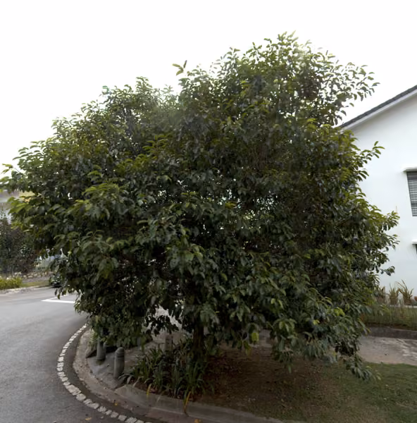 tree photo