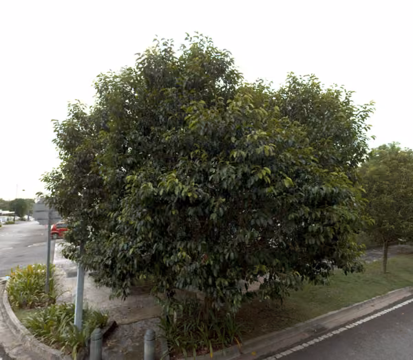tree photo