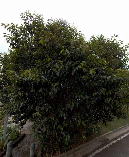 tree photo