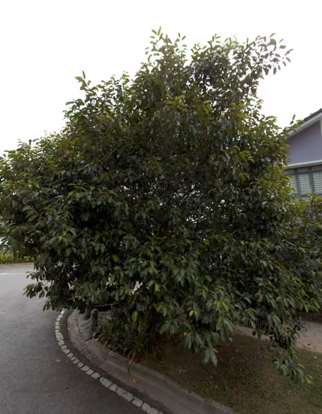 tree photo