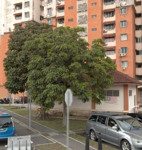 tree photo