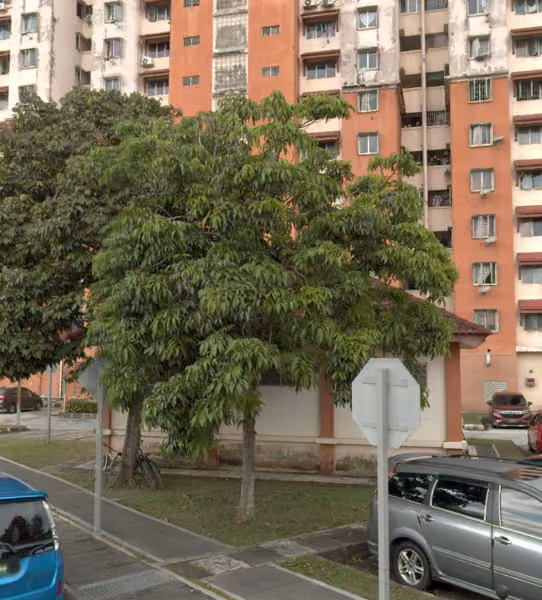tree photo