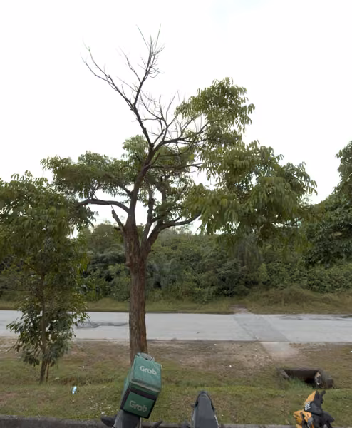 tree photo