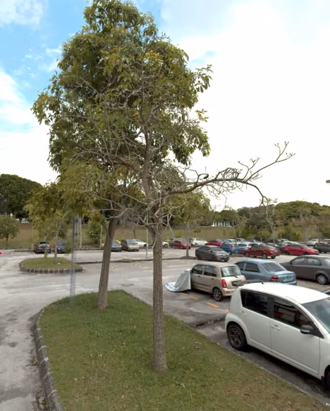 tree photo