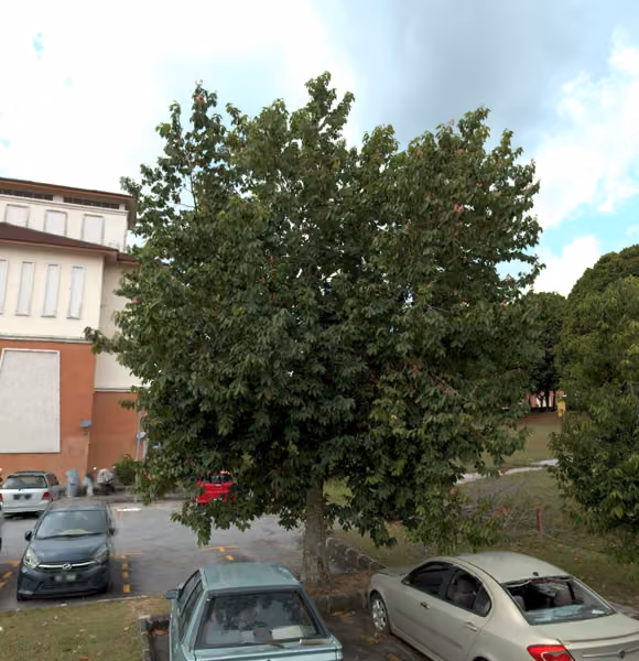 tree photo