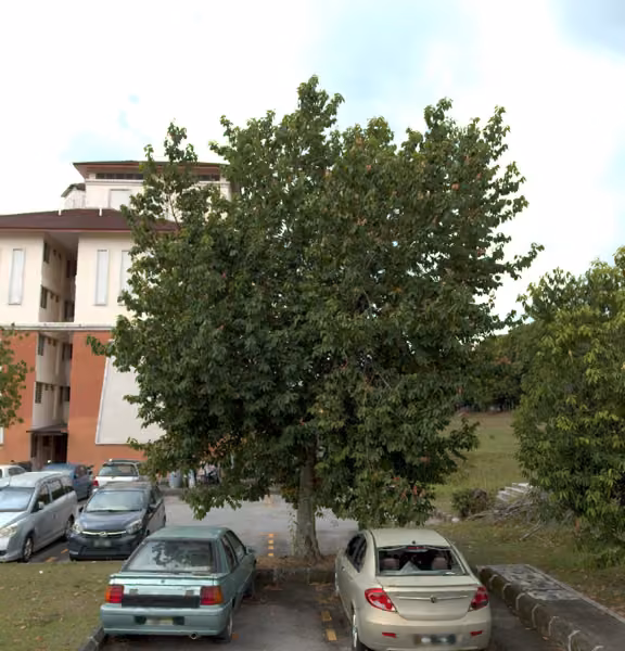 tree photo
