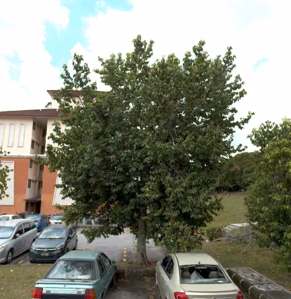 tree photo